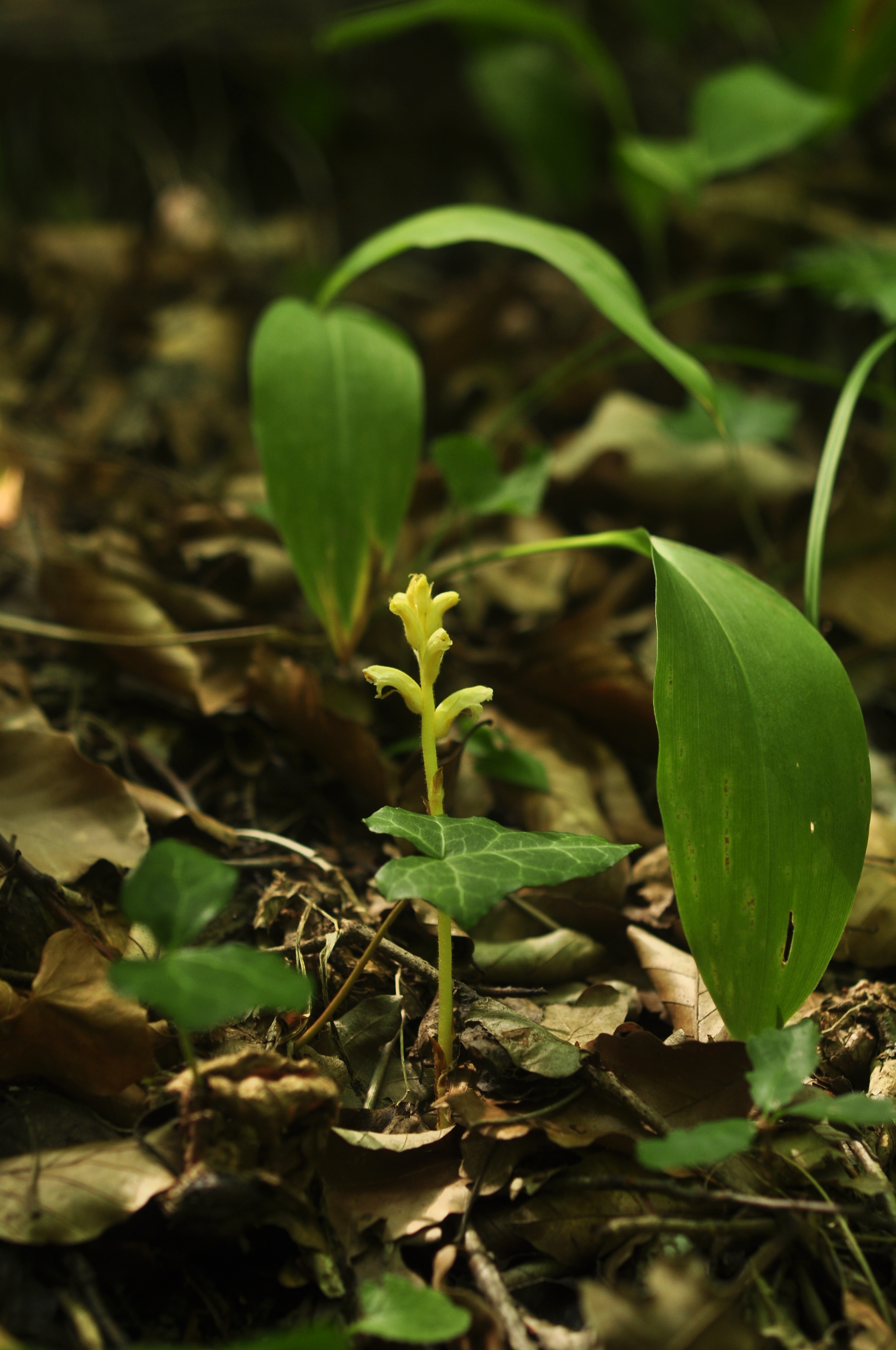 Ivy Broomrape photo 2