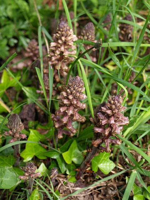 Ivy Broomrape photo 3