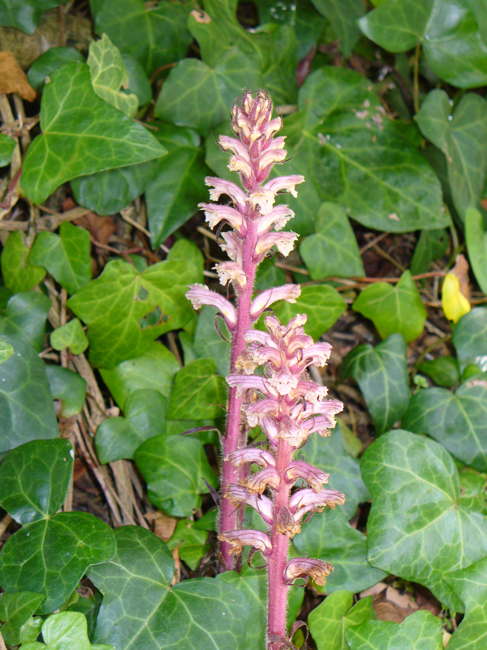 Ivy Broomrape photo 4