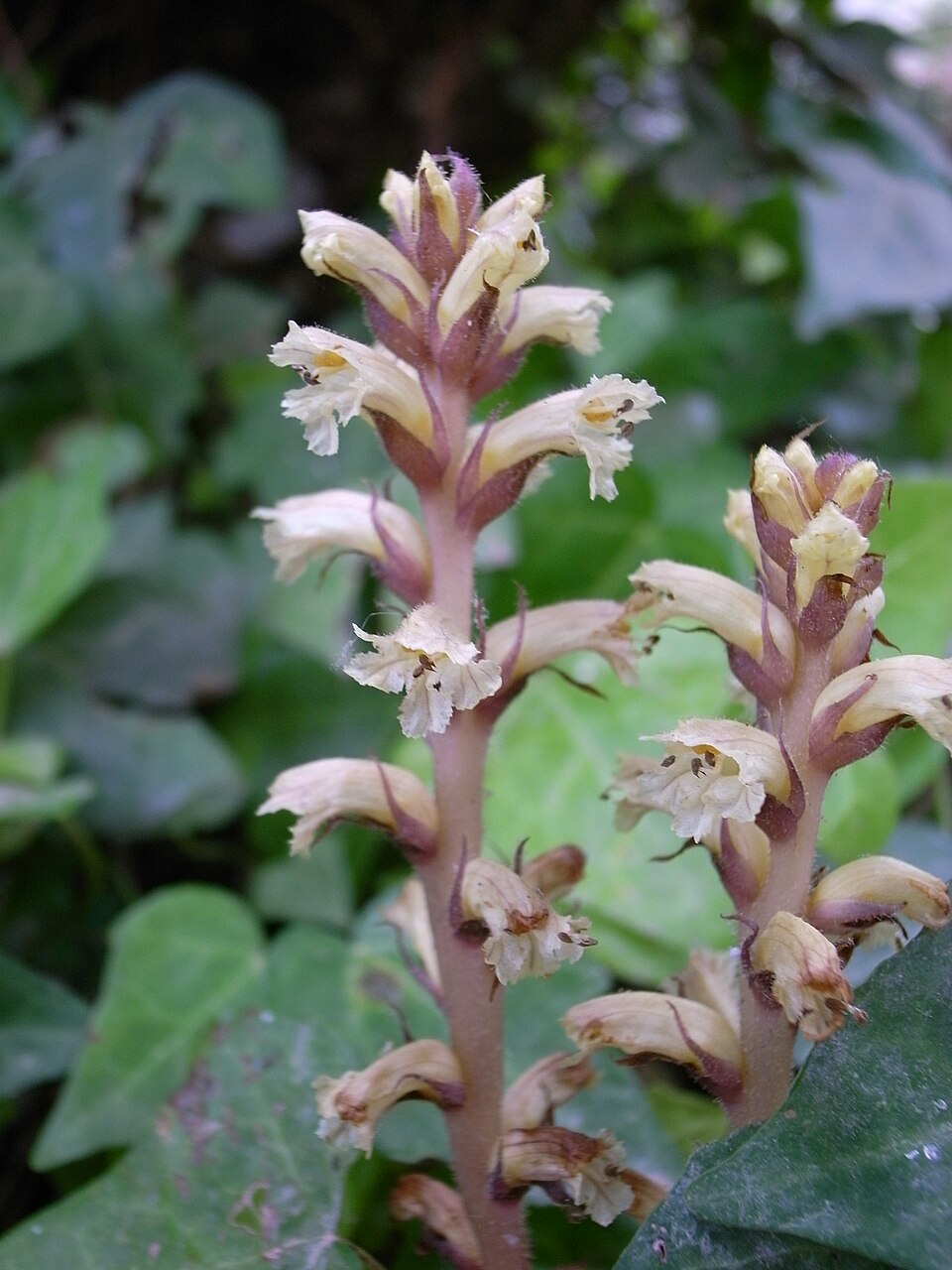 Ivy Broomrape photo 5