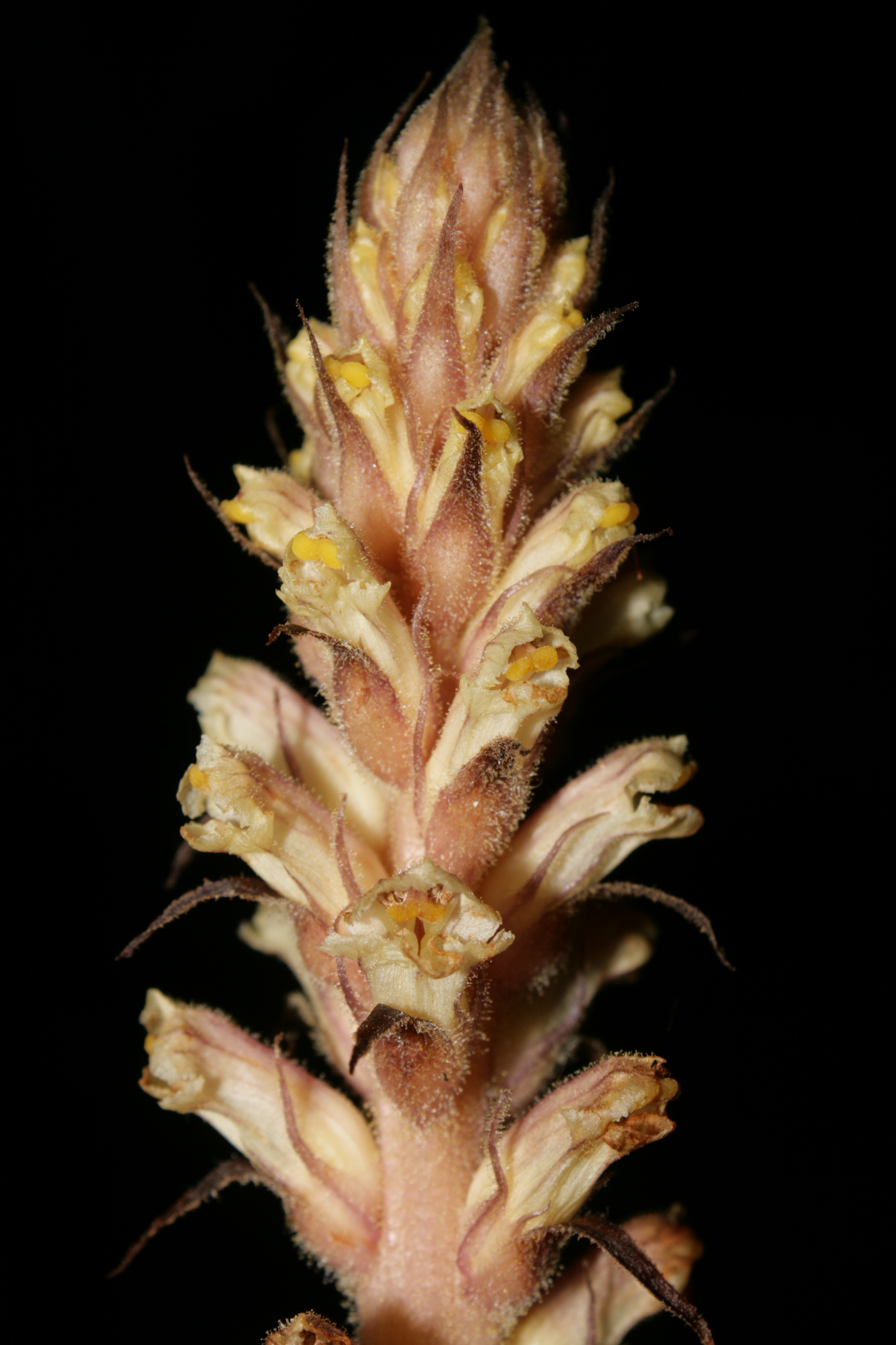 Ivy Broomrape photo 6