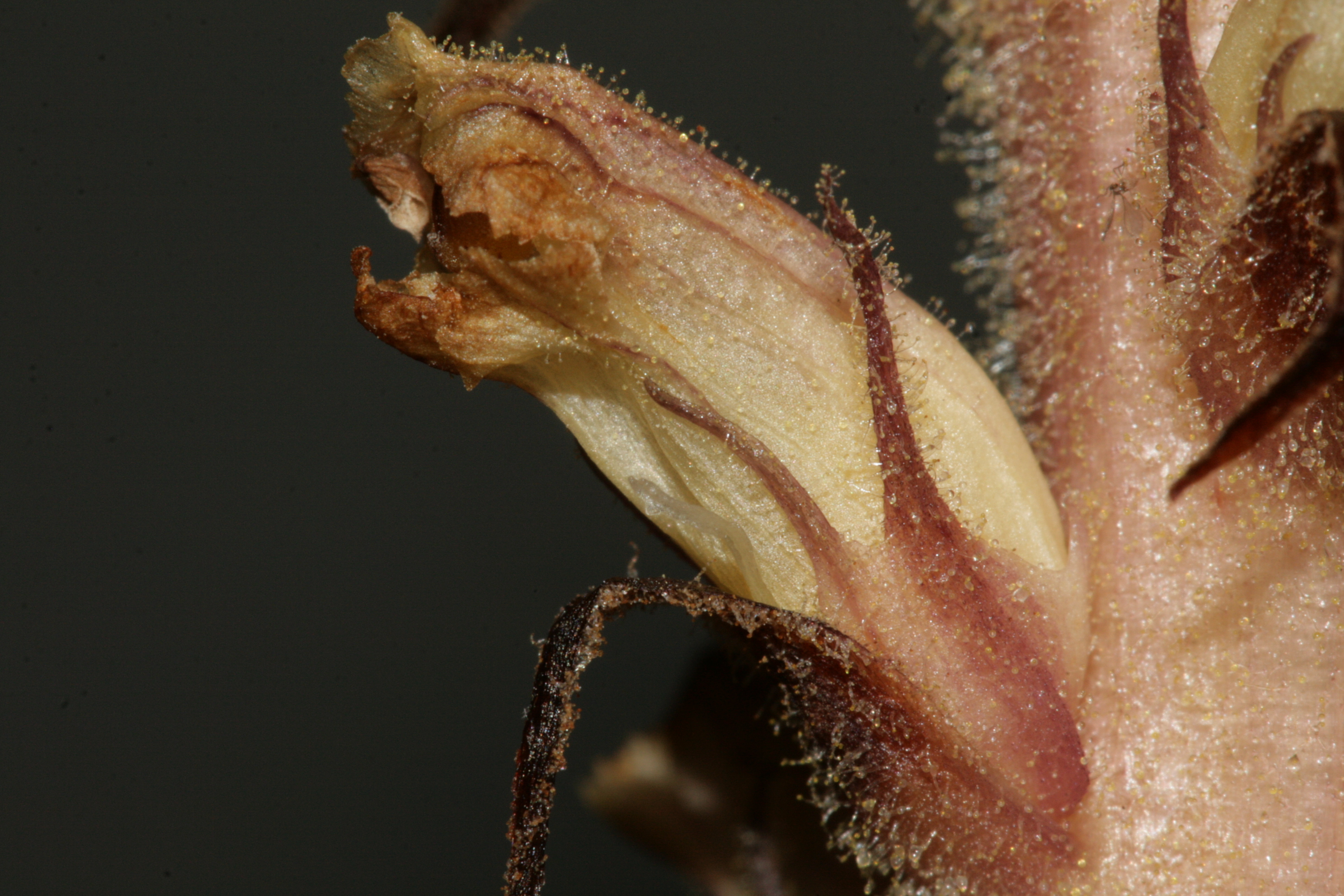 Ivy Broomrape photo 7