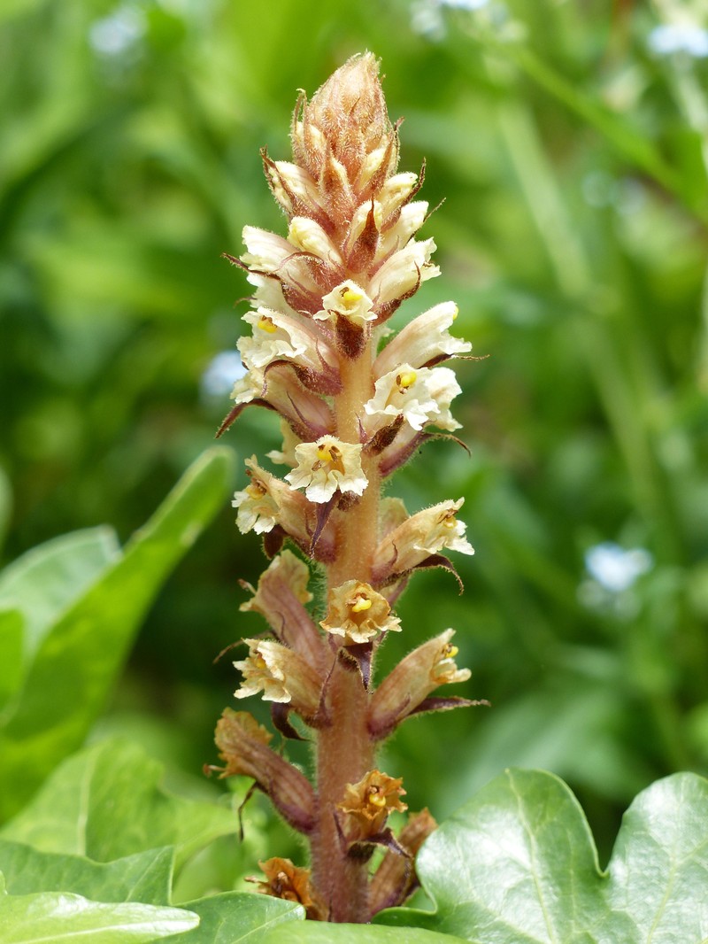 Ivy Broomrape photo 8