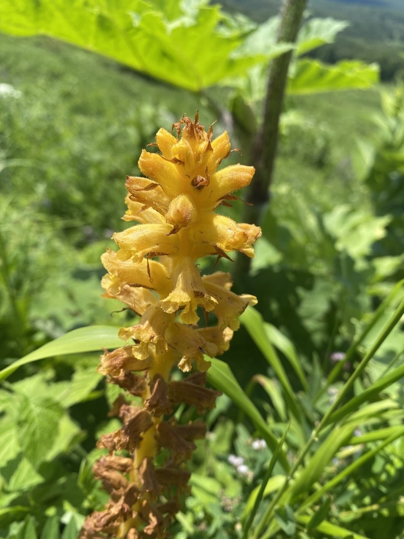 Orobanche ingens photo 2