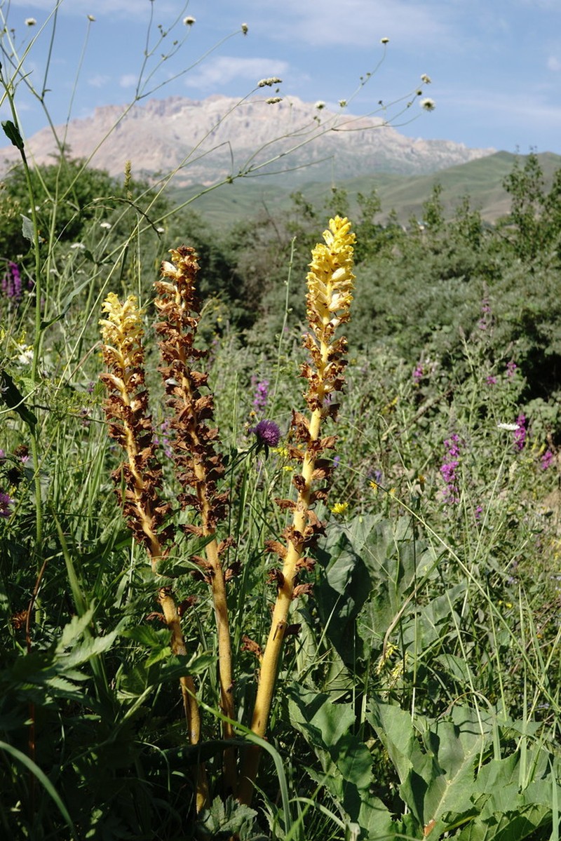 Orobanche ingens photo 3