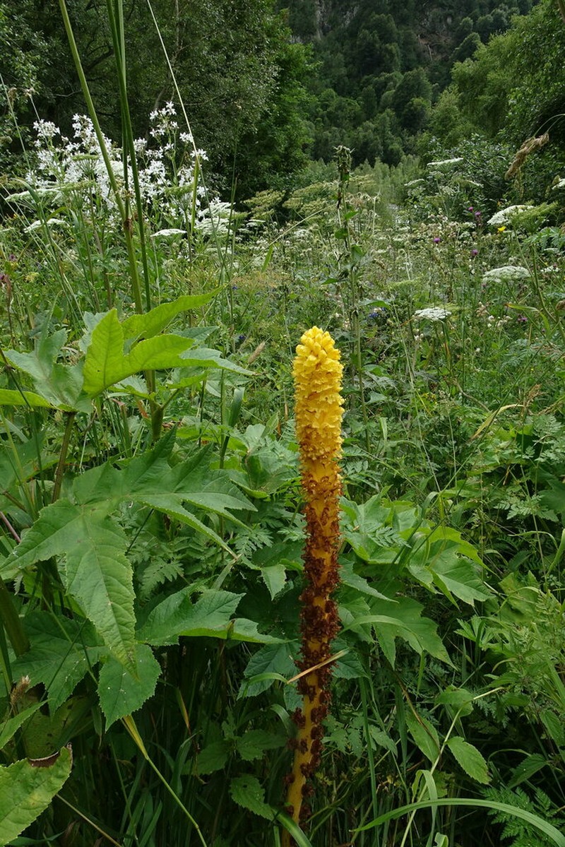 Orobanche ingens photo 4