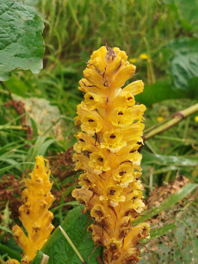 Orobanche ingens photo 5