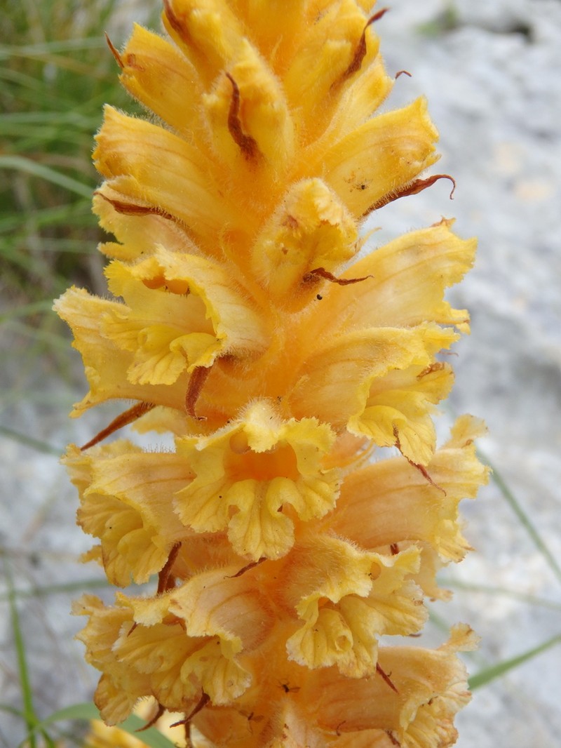 Orobanche ingens photo 6