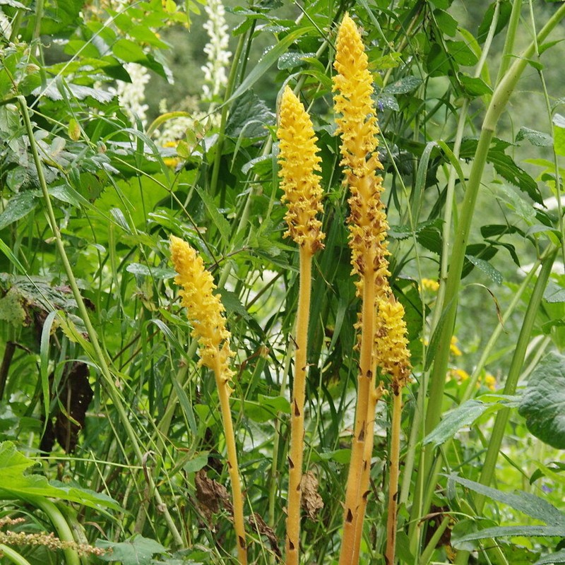 Orobanche ingens photo 7