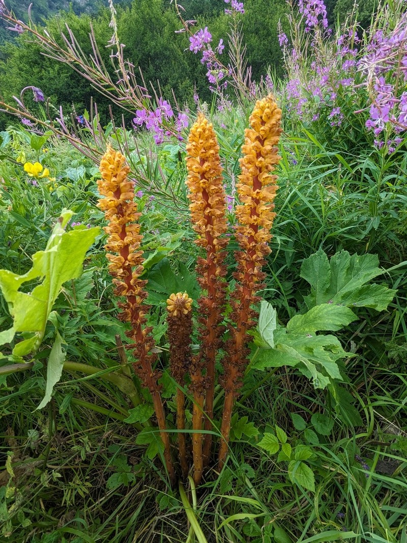 Orobanche ingens photo 8