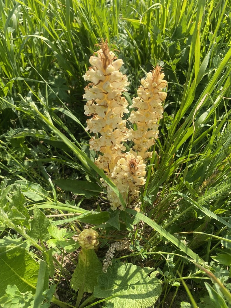 Orobanche inulae
