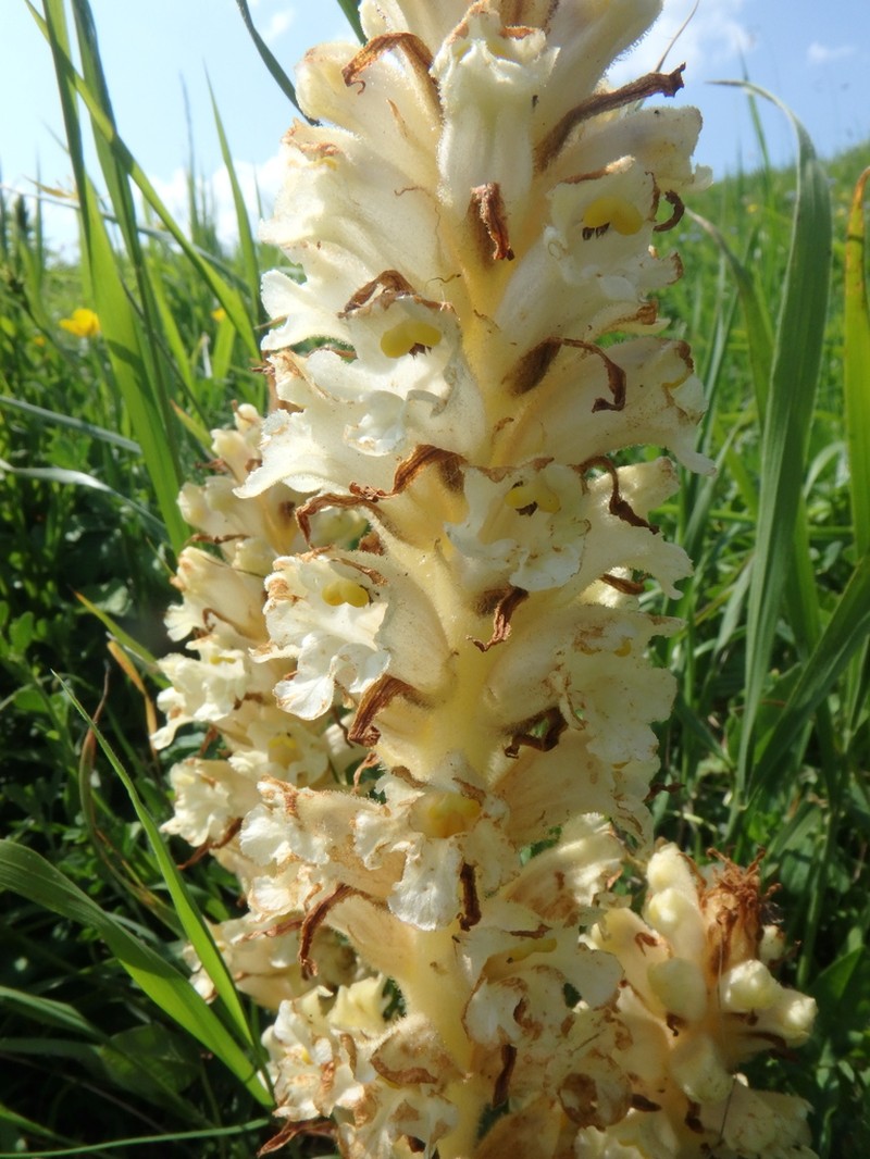 Orobanche inulae photo 2