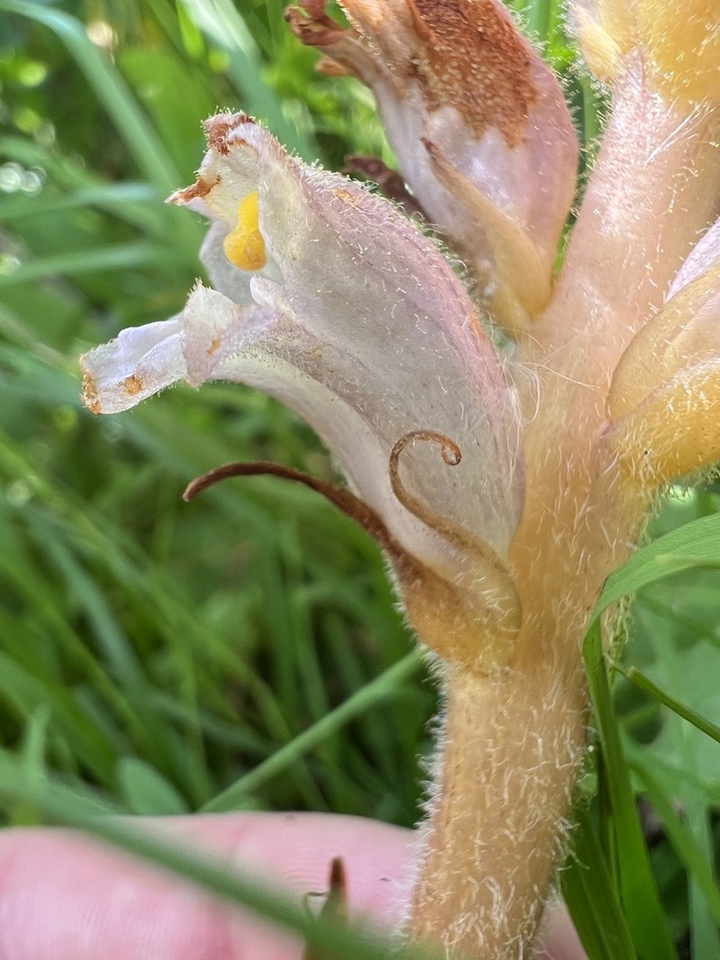 Orobanche inulae photo 3