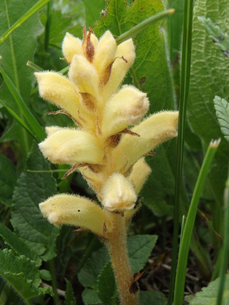 Orobanche inulae photo 4