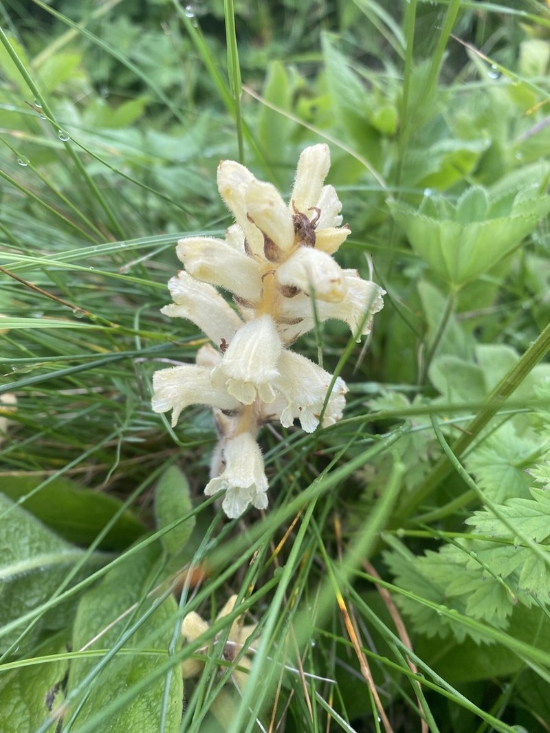 Orobanche inulae photo 5