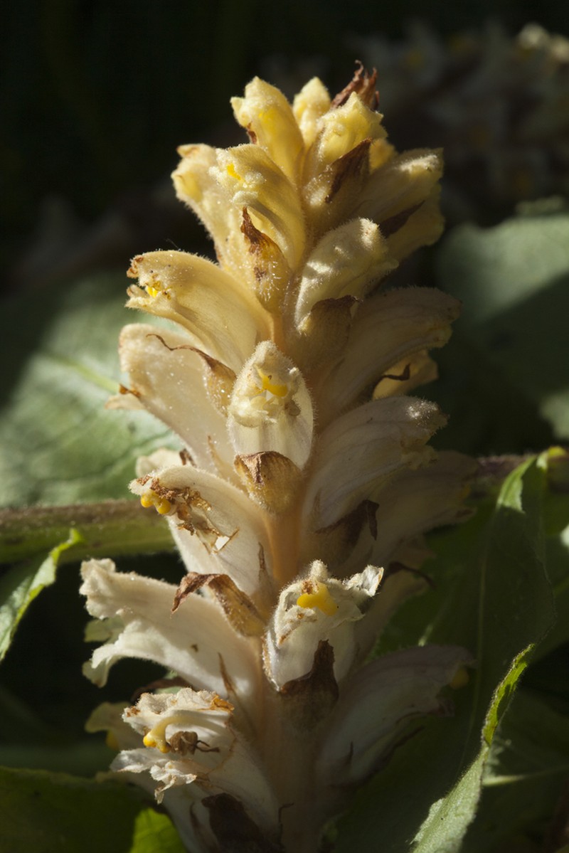 Orobanche inulae photo 6