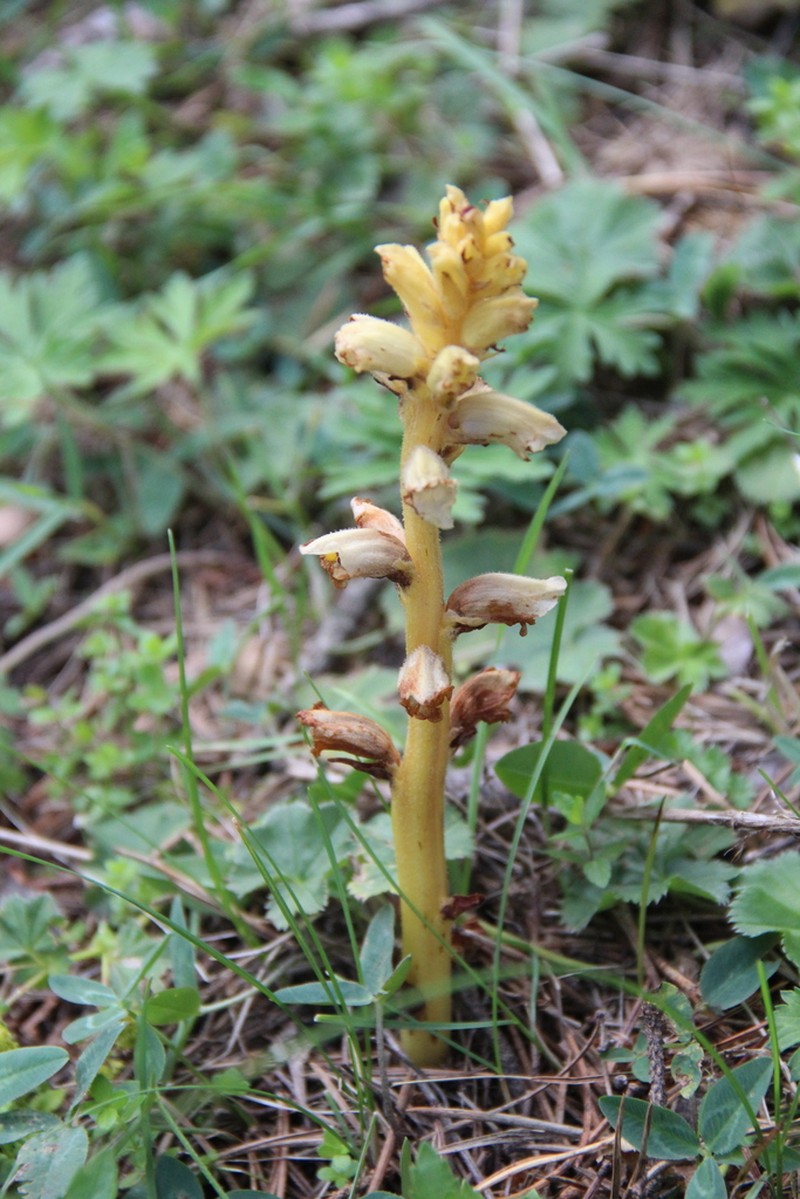 Orobanche inulae photo 7