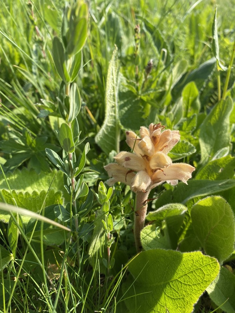 Orobanche javakhetica