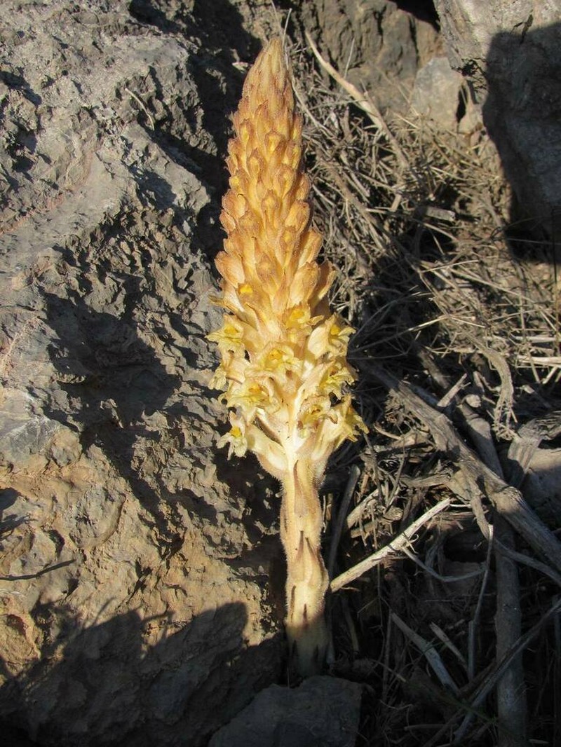 Orobanche kotschyi