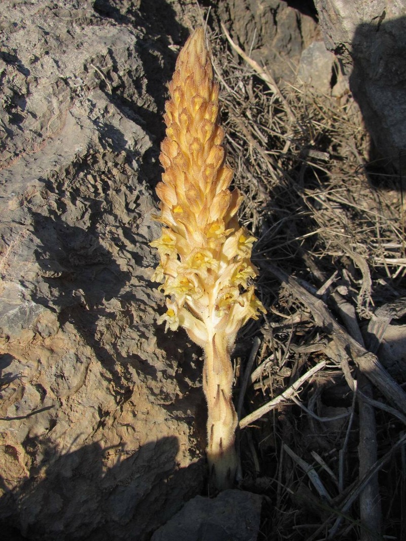 Orobanche kotschyi photo 2