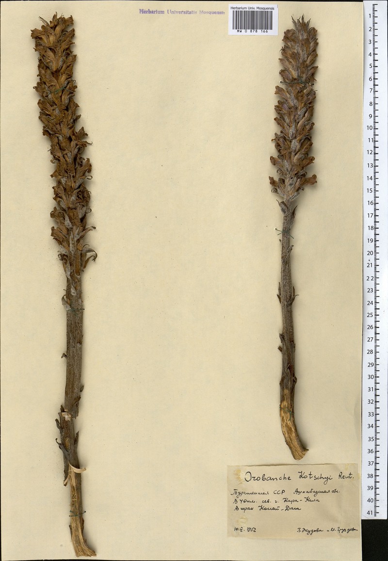 Orobanche kotschyi photo 3