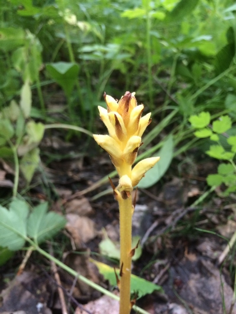 Orobanche krylowii