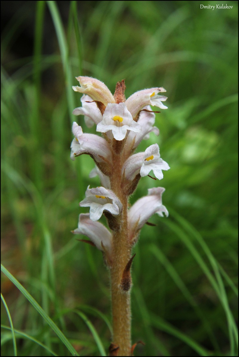 Orobanche krylowii photo 2