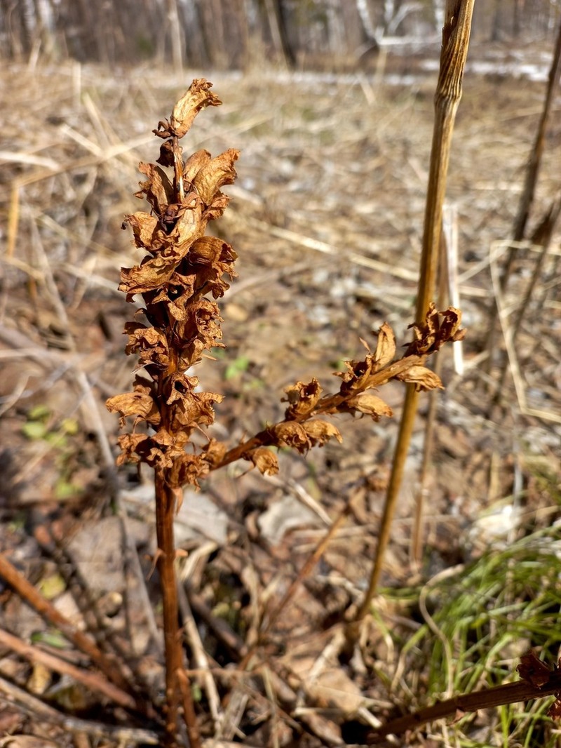 Orobanche krylowii photo 3