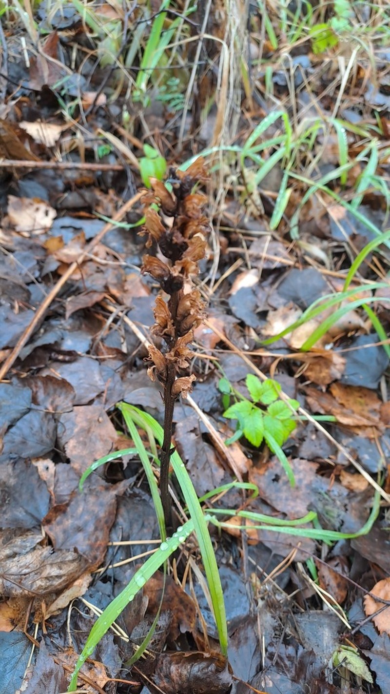 Orobanche krylowii photo 4