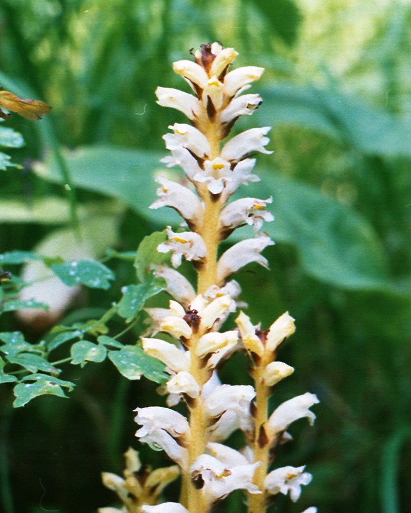 Orobanche krylowii photo 5