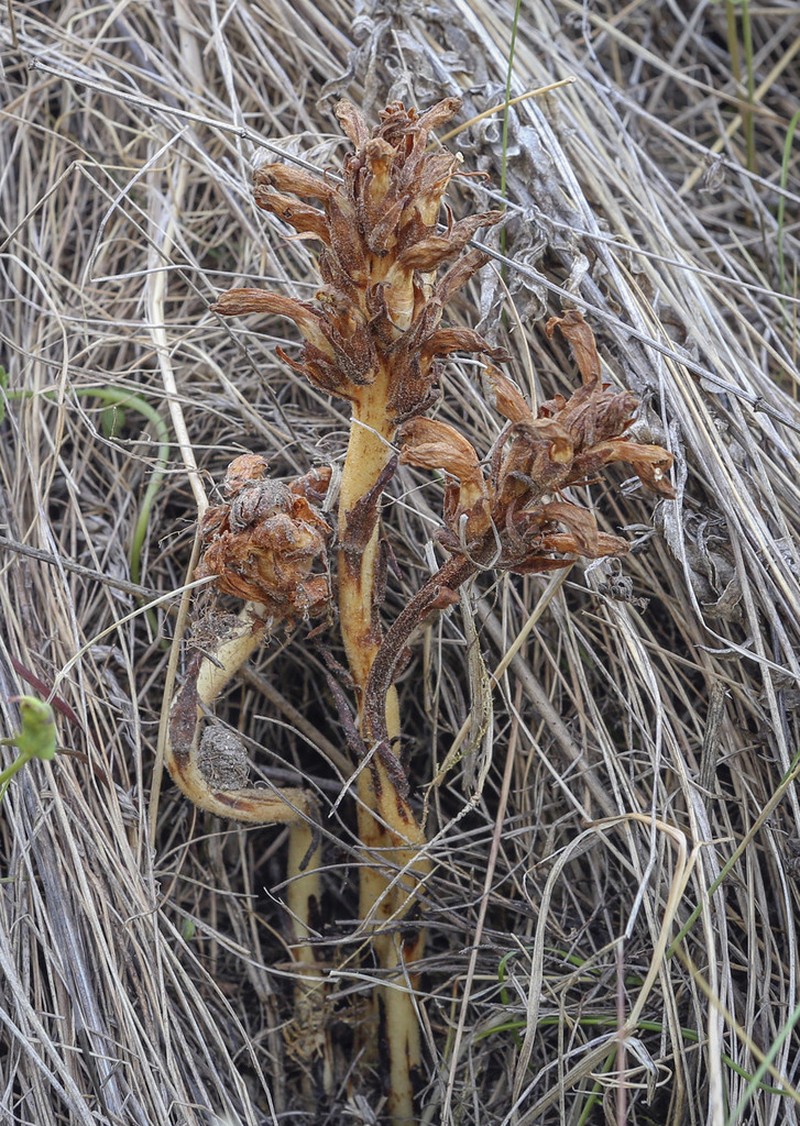 Orobanche krylowii photo 6