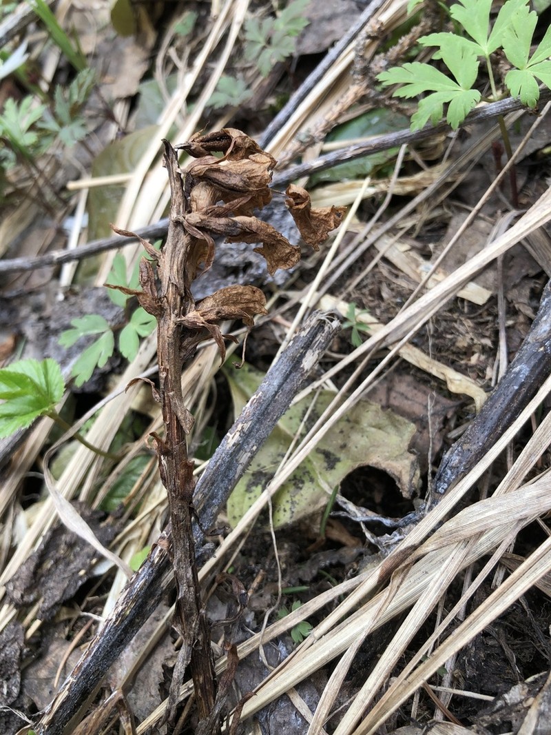 Orobanche krylowii photo 7
