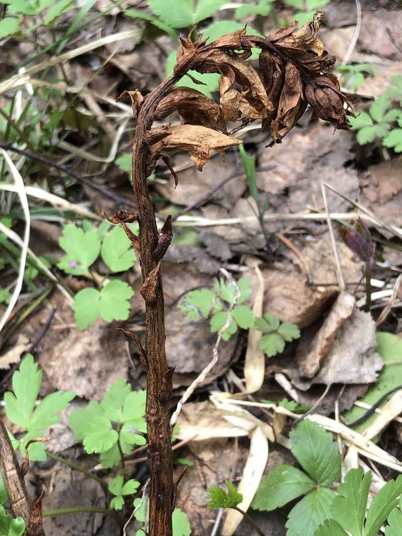 Orobanche krylowii photo 8