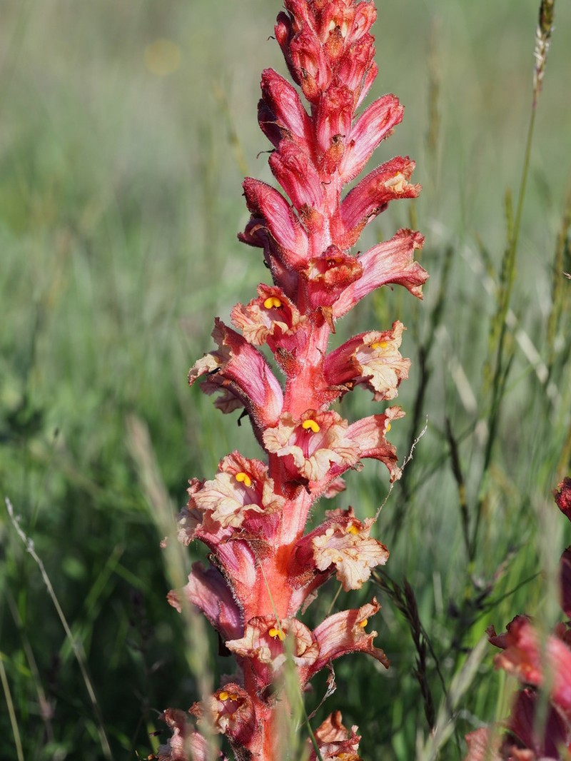 Orobanche kurdica