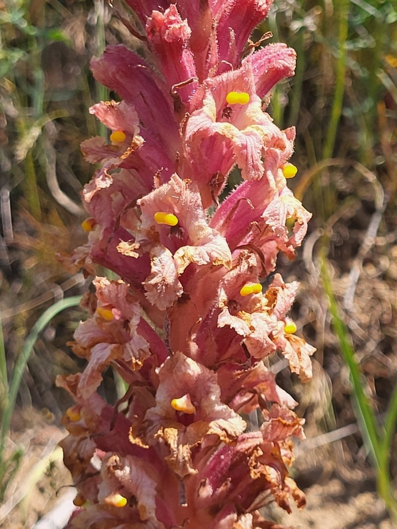 Orobanche kurdica photo 2