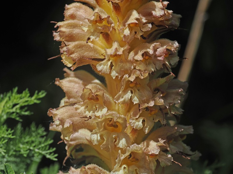 Orobanche kurdica photo 3