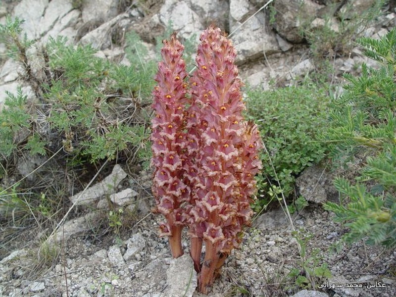Orobanche kurdica photo 4