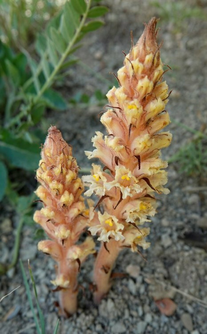 Orobanche kurdica photo 5