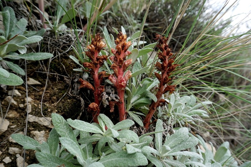 Orobanche kurdica photo 6