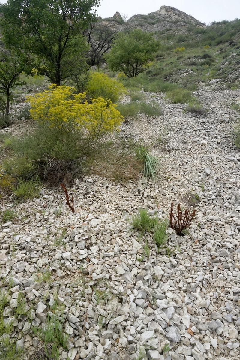 Orobanche kurdica photo 7