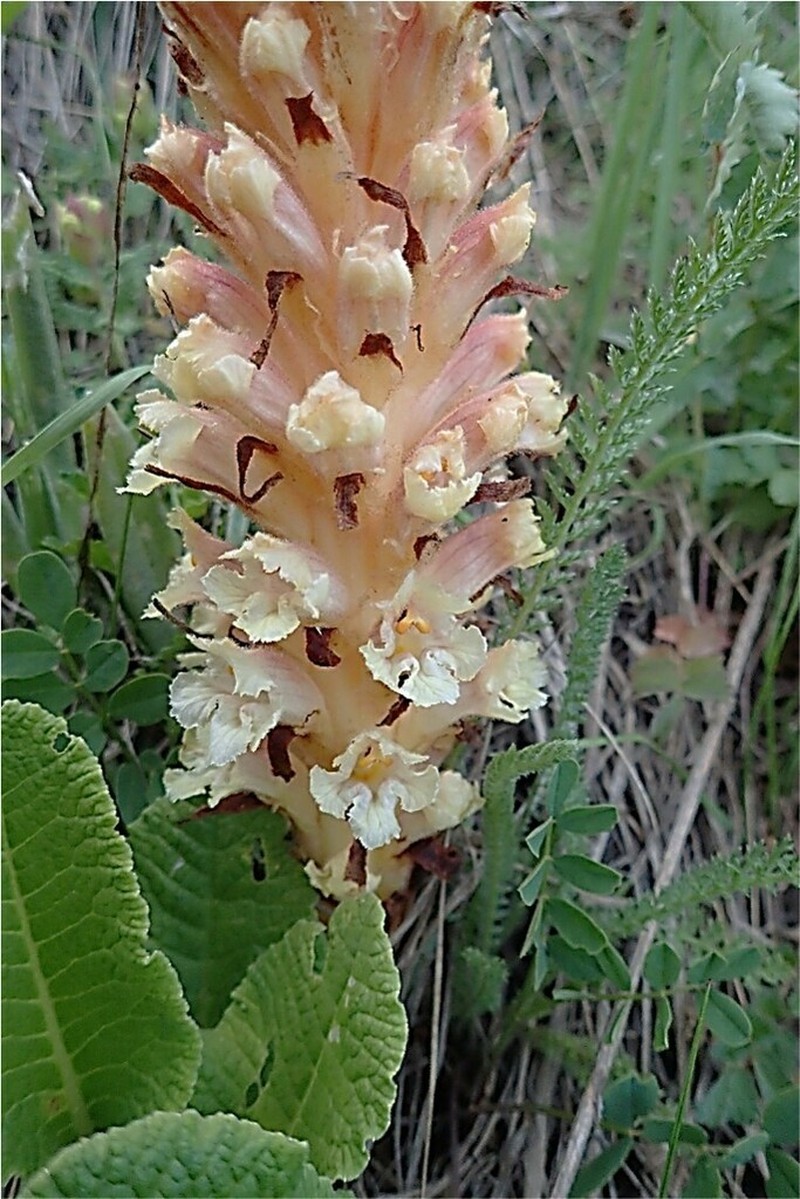 Orobanche kurdica photo 8