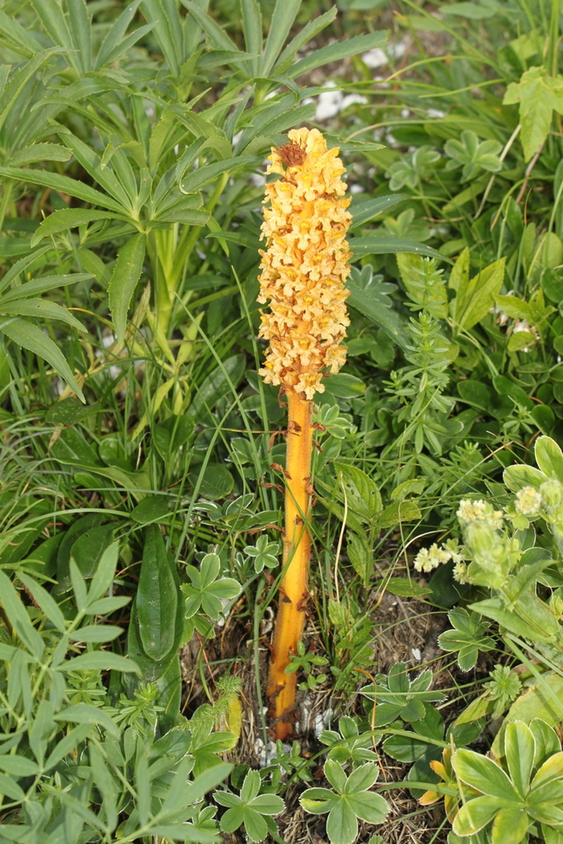 Orobanche laserpitii-sileris