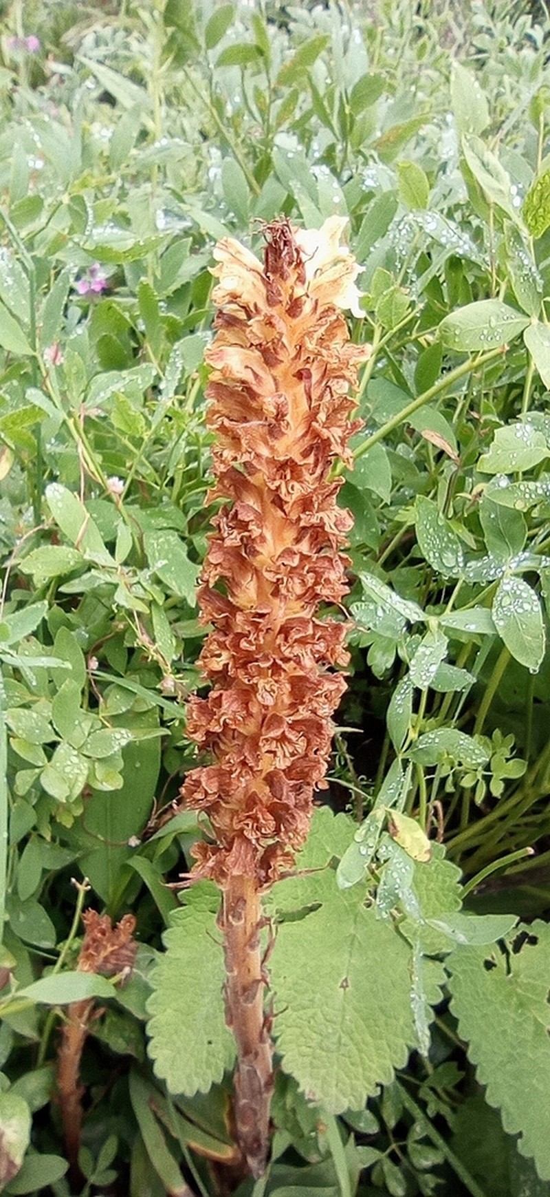 Orobanche laserpitii-sileris photo 2