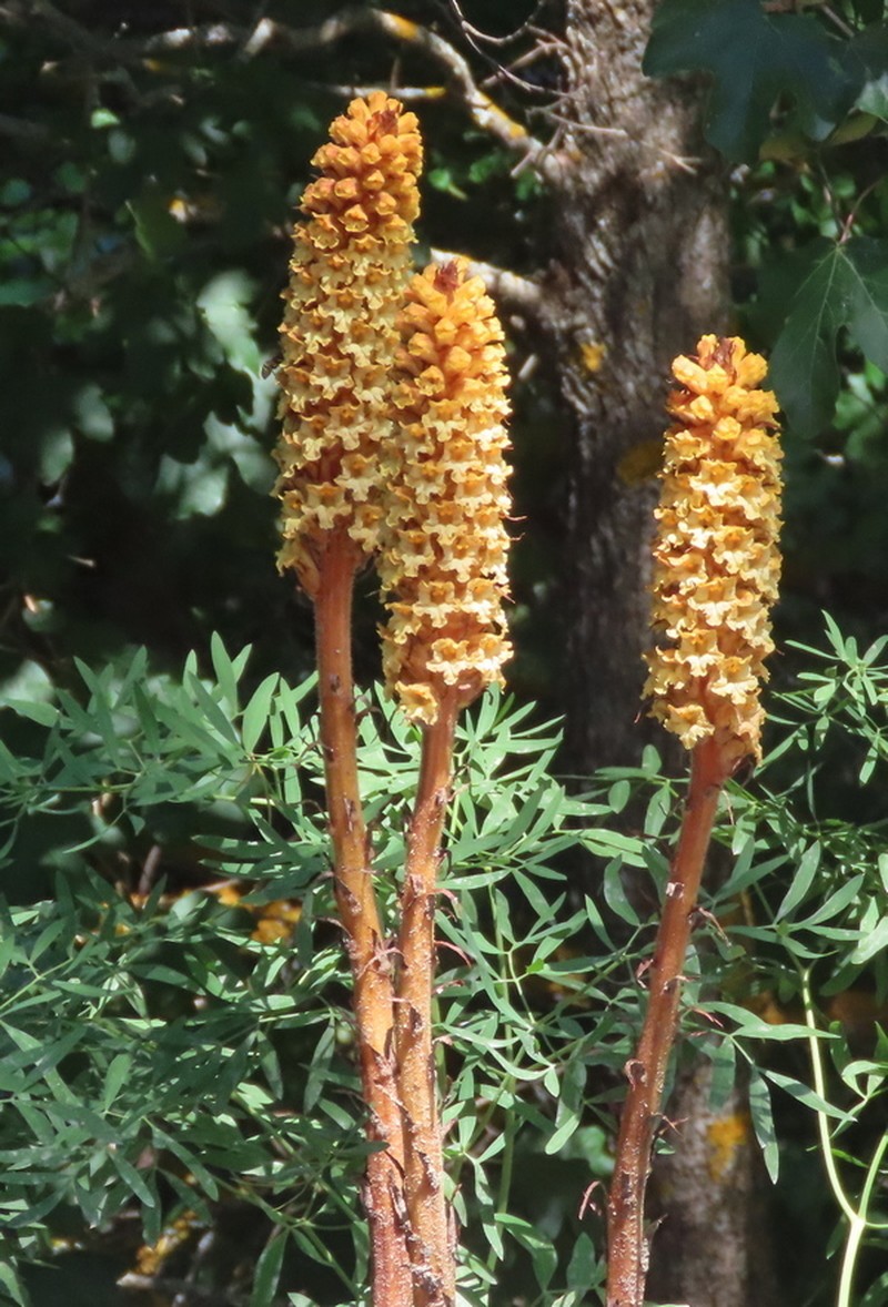 Orobanche laserpitii-sileris photo 3