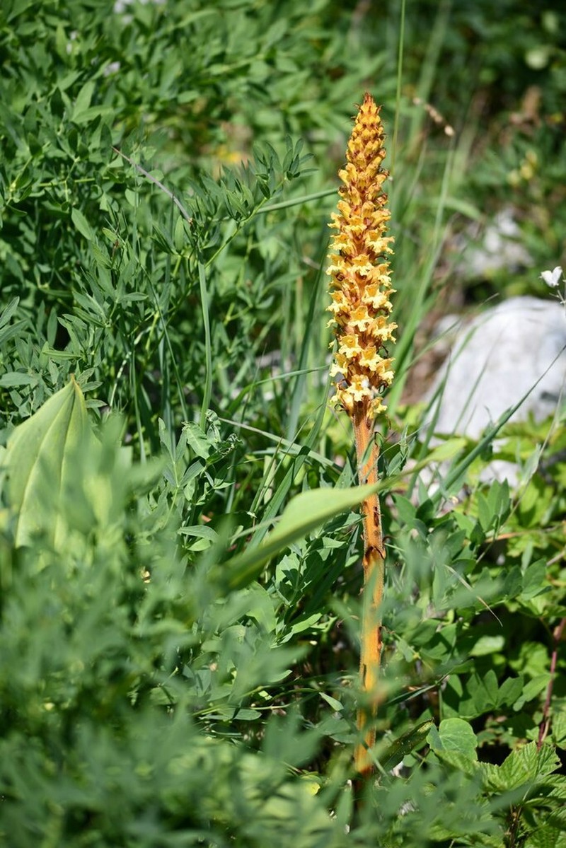 Orobanche laserpitii-sileris photo 4