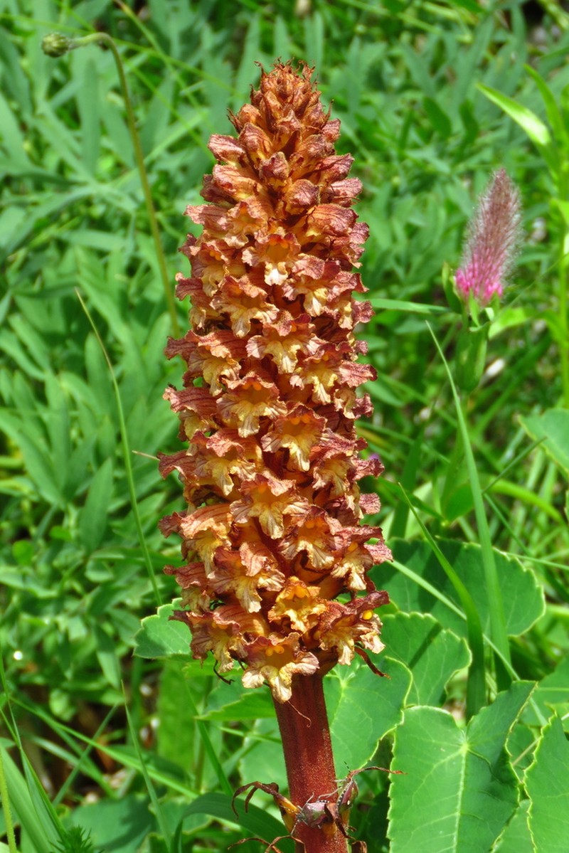 Orobanche laserpitii-sileris photo 5