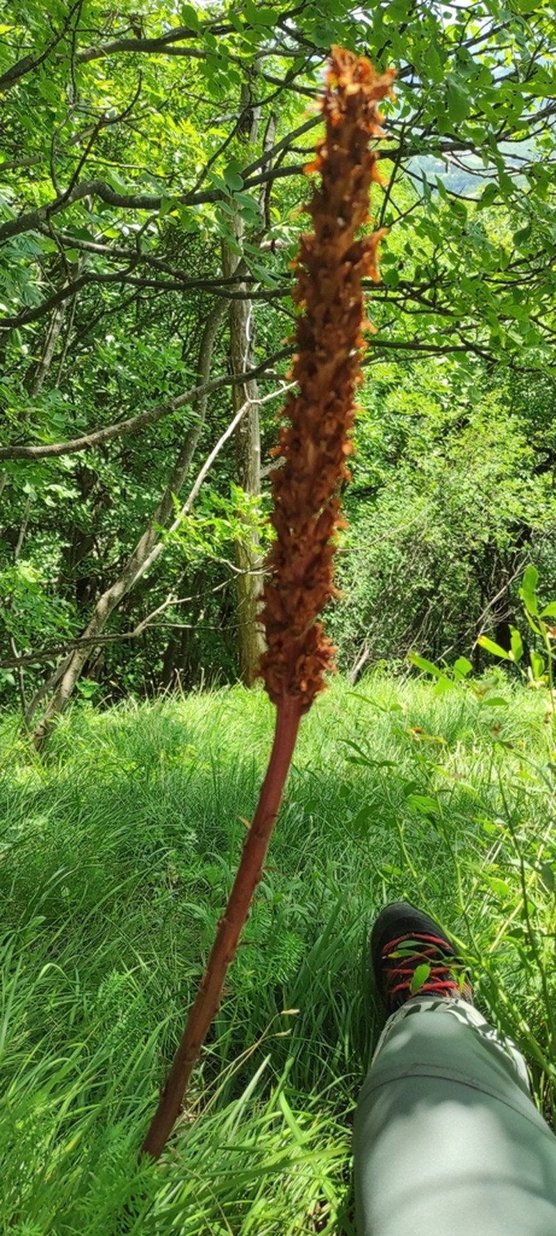 Orobanche laserpitii-sileris photo 6