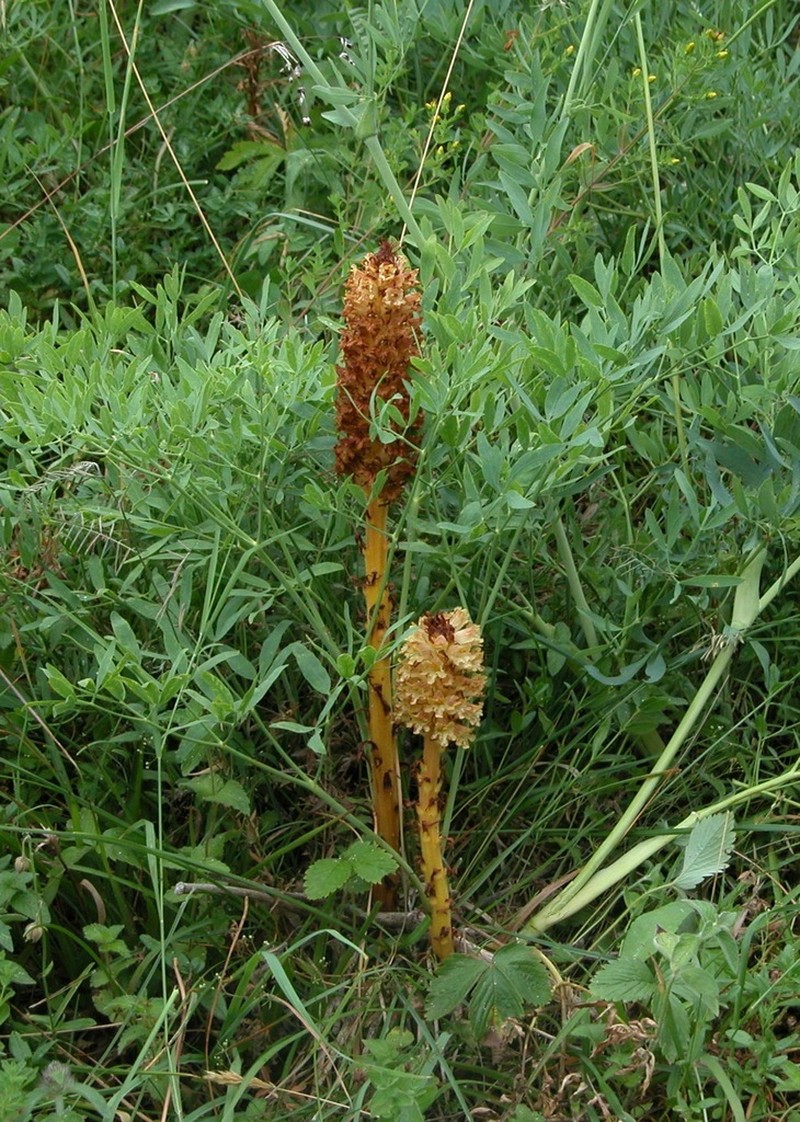 Orobanche laserpitii-sileris photo 7