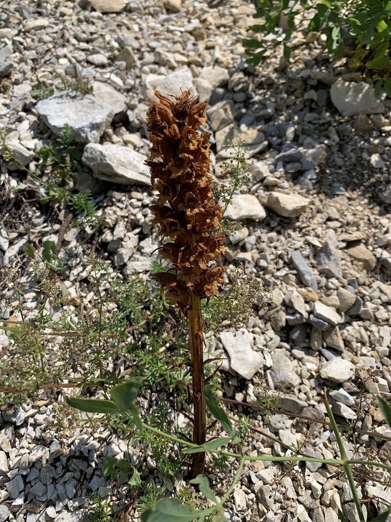 Orobanche laserpitii-sileris photo 8