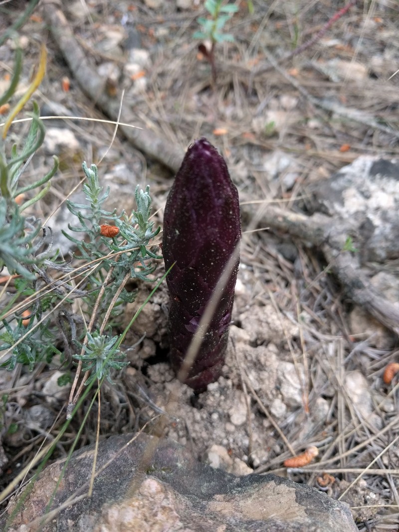 Orobanche latisquama